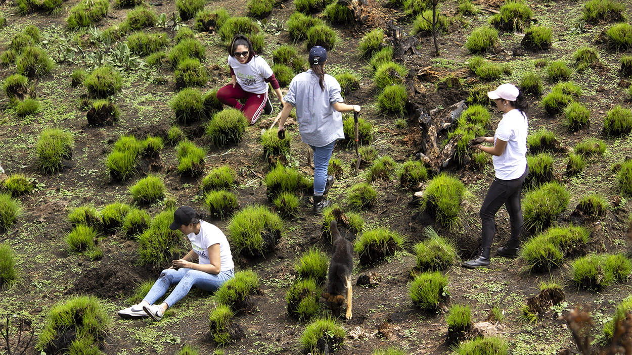 Grupo de mujeres de DSV plantando árboles en el Nevado de Toluca, acompañadas por un perro de la comunidad.